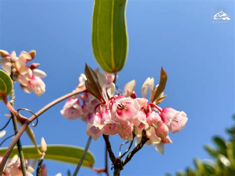 吊鐘花|吊鐘花2025︱港島徑1段到金馬倫山 7條行山路線合集